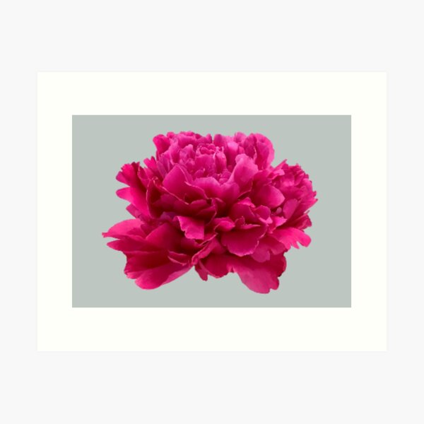 Item preview, Hot Pink Peony Close-up designed and sold by InalterataArt.