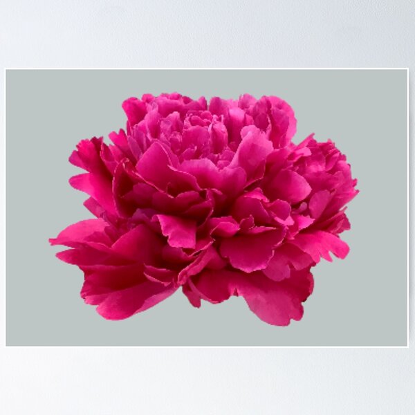 Item preview, Hot Pink Peony Close-up designed and sold by InalterataArt.