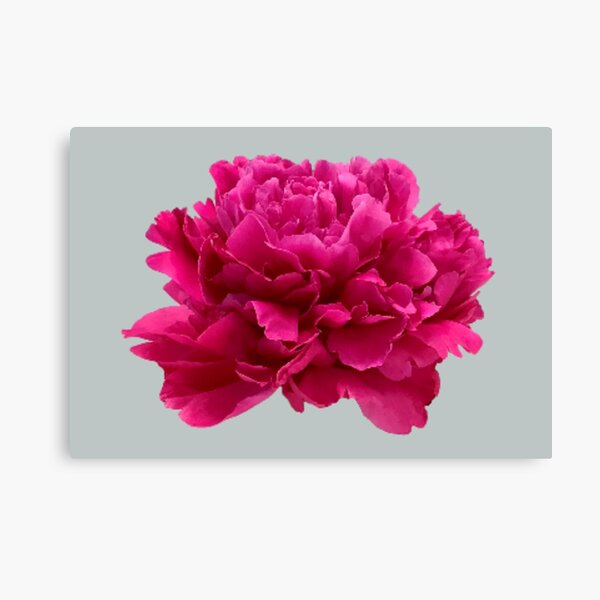 Item preview, Hot Pink Peony Close-up designed and sold by InalterataArt.