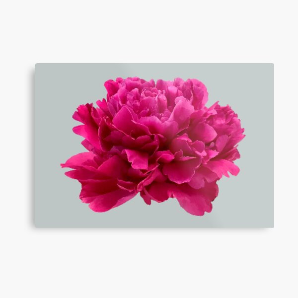 Item preview, Hot Pink Peony Close-up designed and sold by InalterataArt.