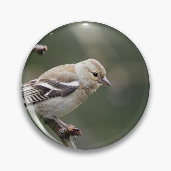Item preview, Common chaffinch female designed and sold by Jouko Lehto Photography.
