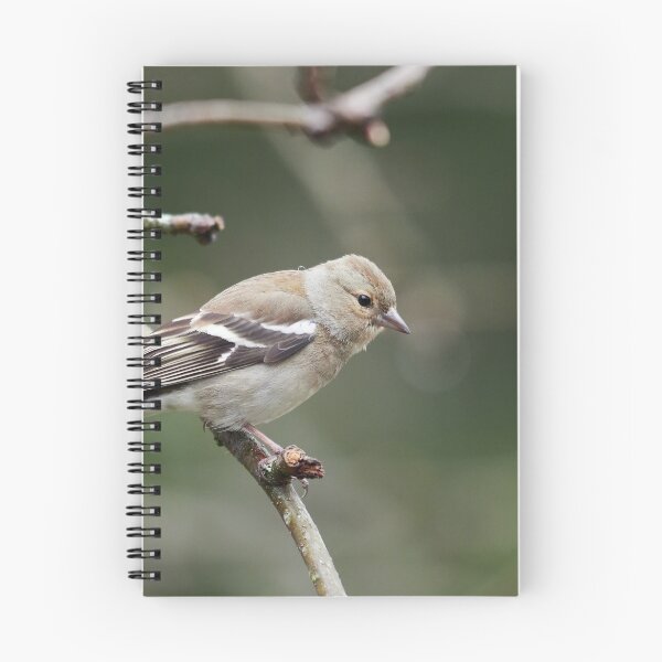 Item preview, Common chaffinch female designed and sold by Jouko Lehto Photography.