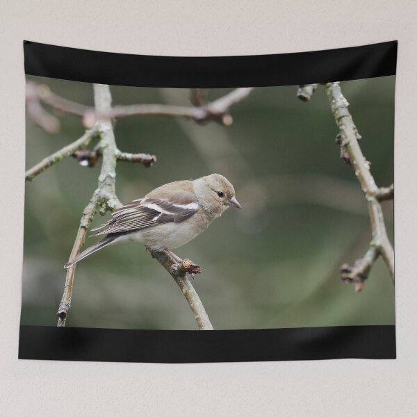 Item preview, Common chaffinch female designed and sold by Jouko Lehto Photography.