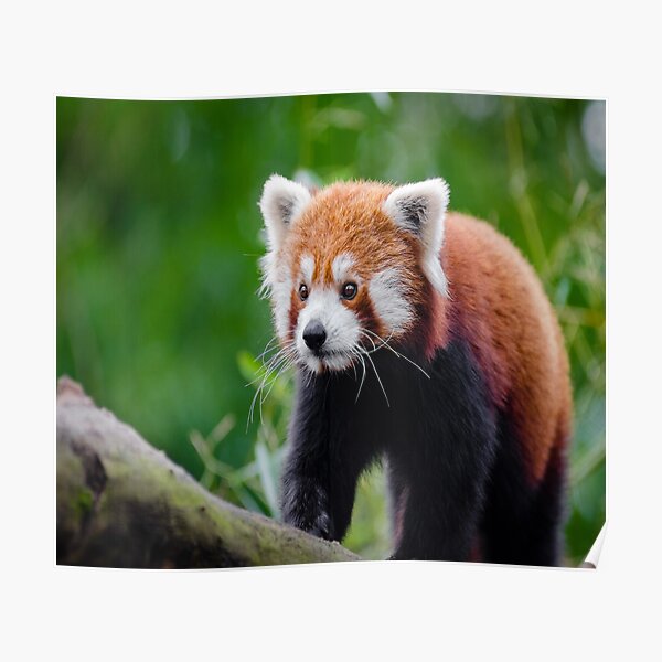 Posters Sur Le Theme Panda Roux Redbubble
