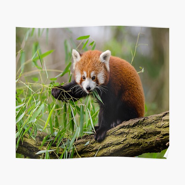 Posters Sur Le Theme Panda Roux Redbubble