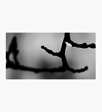 Pure Photographic Print