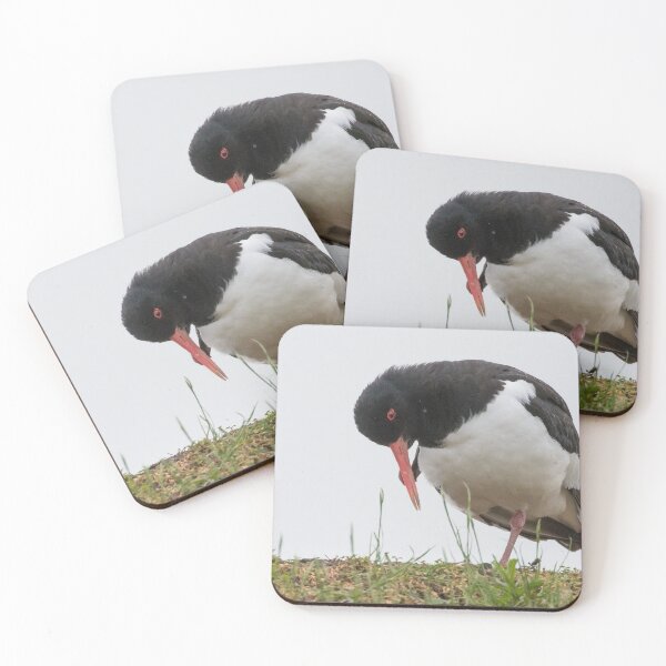 Item preview, Oystercatcher designed and sold by LaurenTucker.