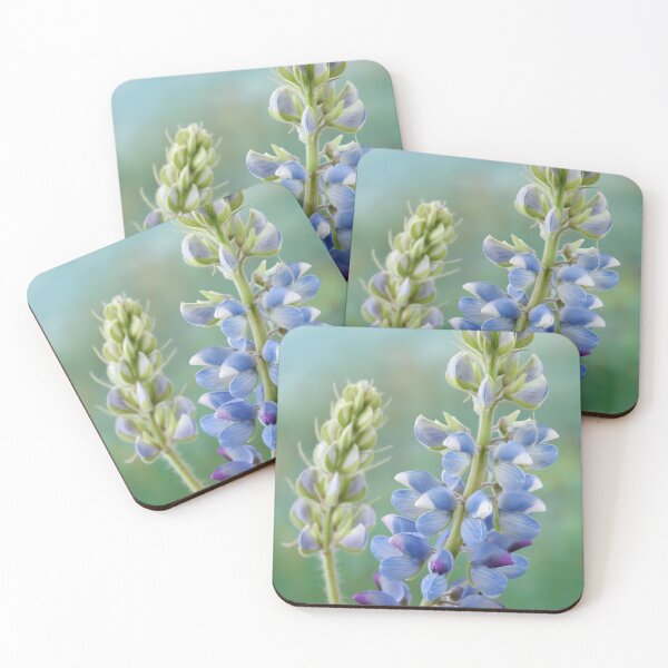 Item preview, Lupinus  'Avalune Mixed'  Annual Lupin designed and sold by Chris Burrows.