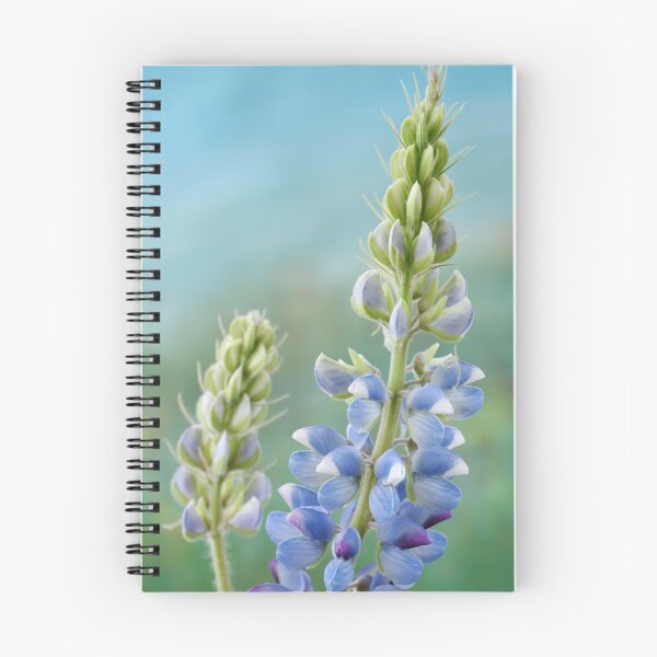 Item preview, Lupinus  'Avalune Mixed'  Annual Lupin designed and sold by Chris Burrows.