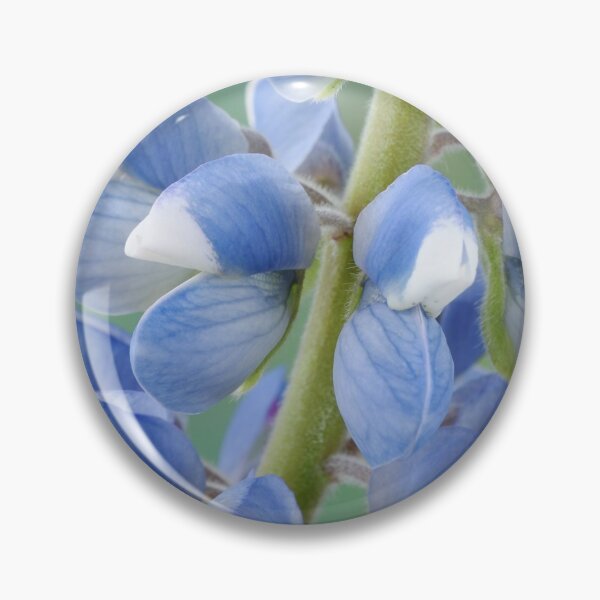 Item preview, Lupinus  'Avalune Mixed'  Annual Lupin designed and sold by Chris Burrows.