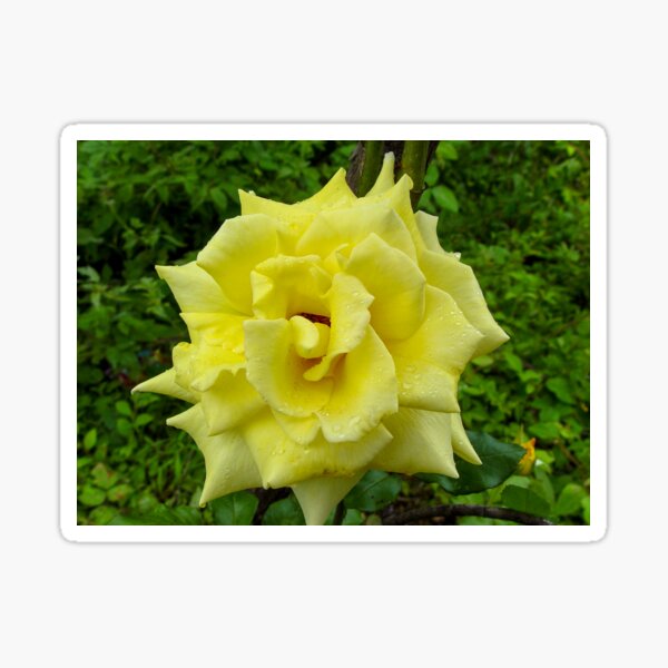 Item preview, Yellow Rose Wild designed and sold by pcfyi.