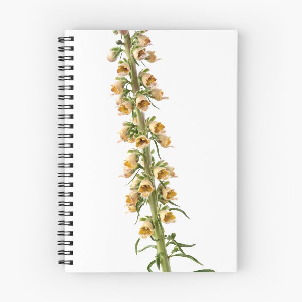 Aperçu de l'œuvre Digitalis ferruginea AGM digitale rouillée créée et vendue par Chris Burrows.