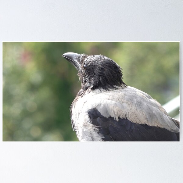 Artikelvorschau, Rabenvogel entworfen und verkauft von Babbler01.