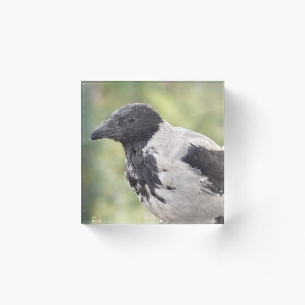 Item preview, Hooded crow designed and sold by Babbler01.