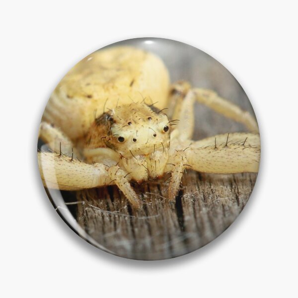 Item preview, Crab spider Xysticus designed and sold by NW-Photo-Art.