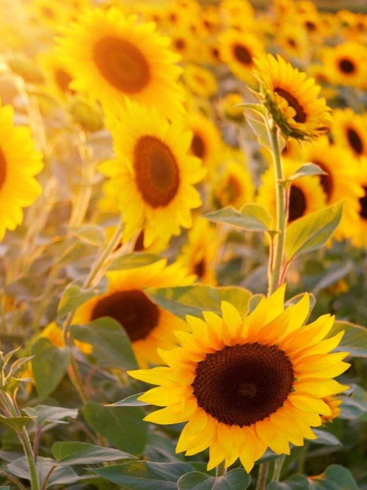 Tarjetas de felicitación «Día del girasol» de Risingphx | Redbubble