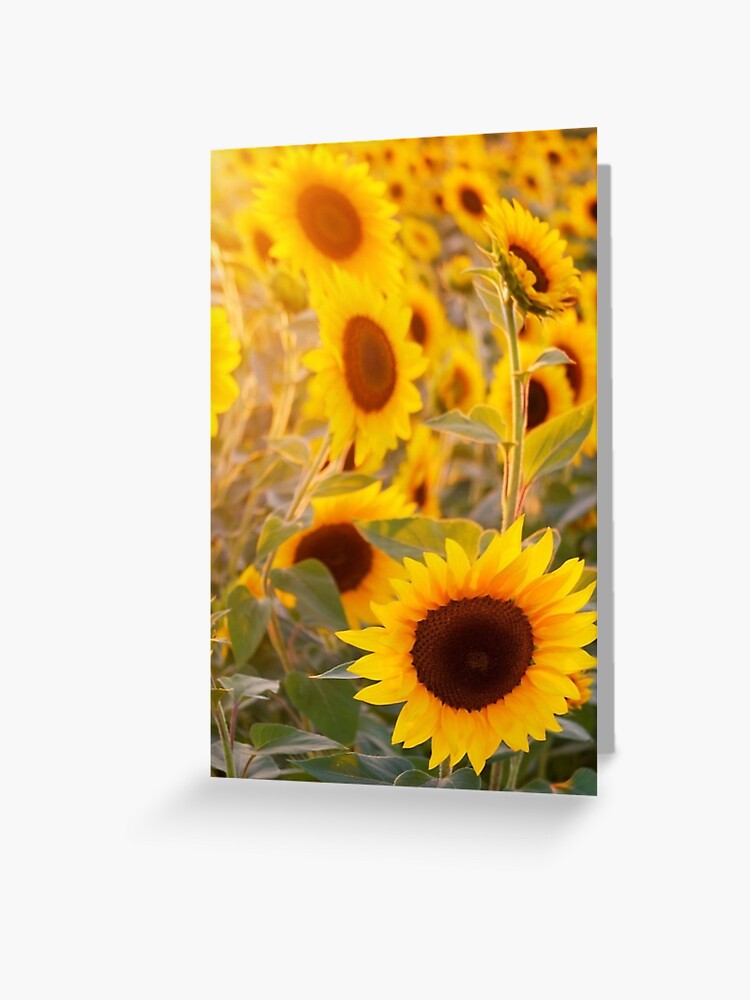 Tarjetas de felicitación «Día del girasol» de Risingphx | Redbubble