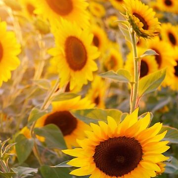 Artwork thumbnail, Sunflower Day by Risingphx