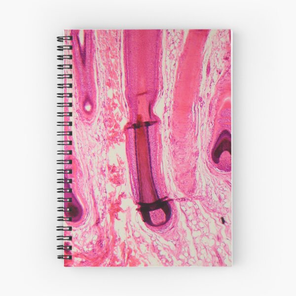Item preview, Human hair follicle in skin under the microscope designed and sold by Zosimus.