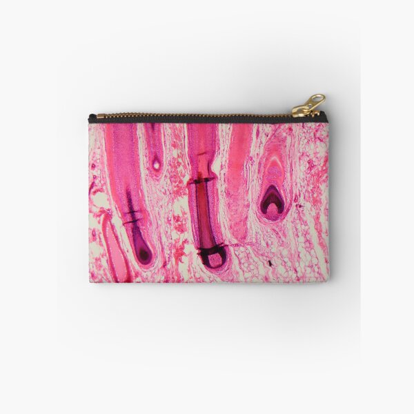 Item preview, Human hair follicle in skin under the microscope designed and sold by Zosimus.