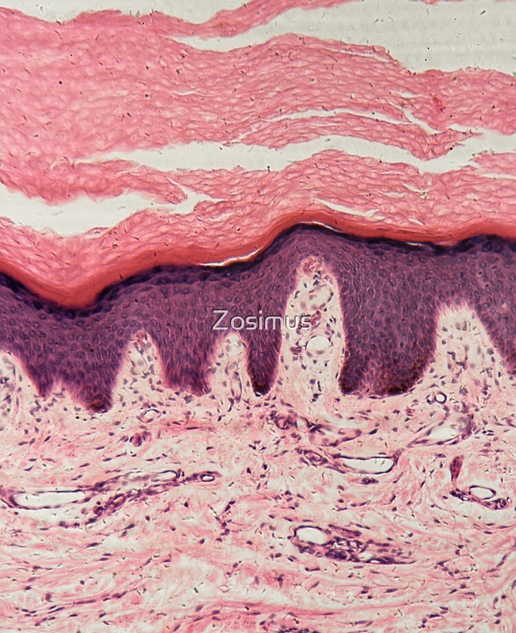 histologie des glandes sudoripares