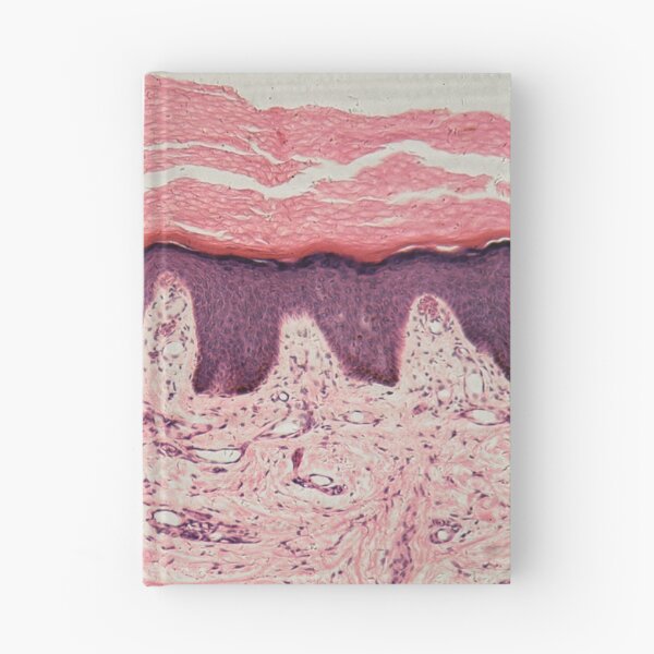 Item preview, Human skin with sweat glands under the microscope designed and sold by Zosimus.