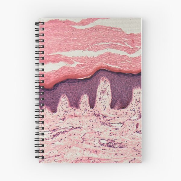 Item preview, Human skin with sweat glands under the microscope designed and sold by Zosimus.
