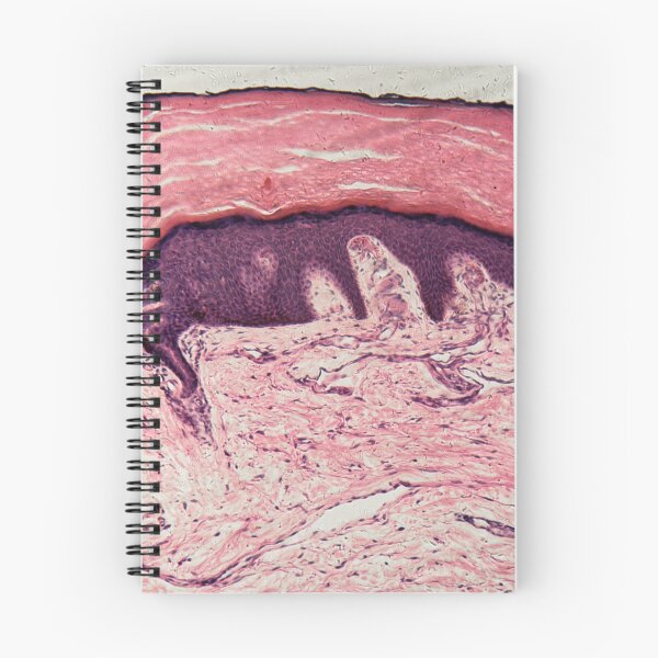 Item preview, Human skin with sweat glands designed and sold by Zosimus.