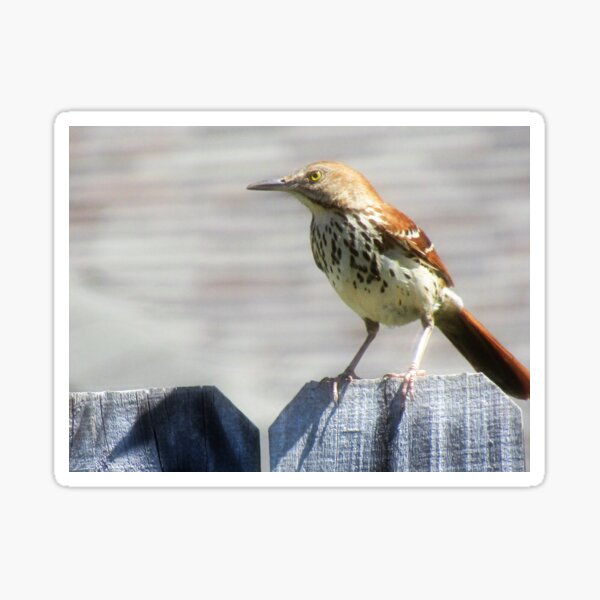 Side Bird Sticker