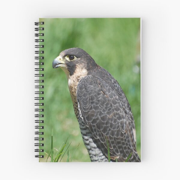 Item preview, The Peregrine Falcon designed and sold by Declan Carr.