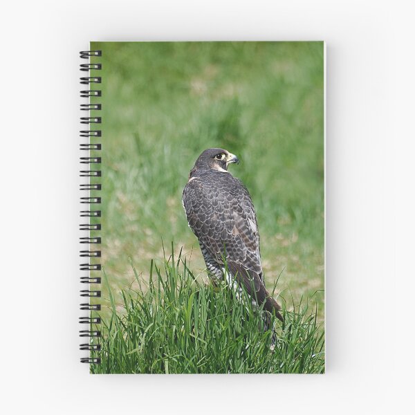 Item preview, The Peregrine Falcon  designed and sold by Declan Carr.