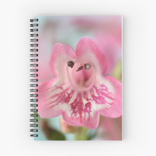Item preview, Penstemon  'Hewell Pink Bedder'  AGM  Beardtongue designed and sold by Chris Burrows.