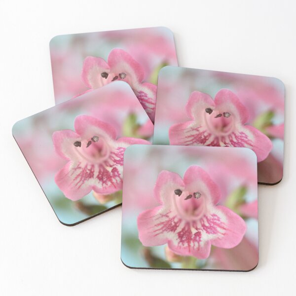 Item preview, Penstemon  'Hewell Pink Bedder'  AGM  Beardtongue designed and sold by Chris Burrows.