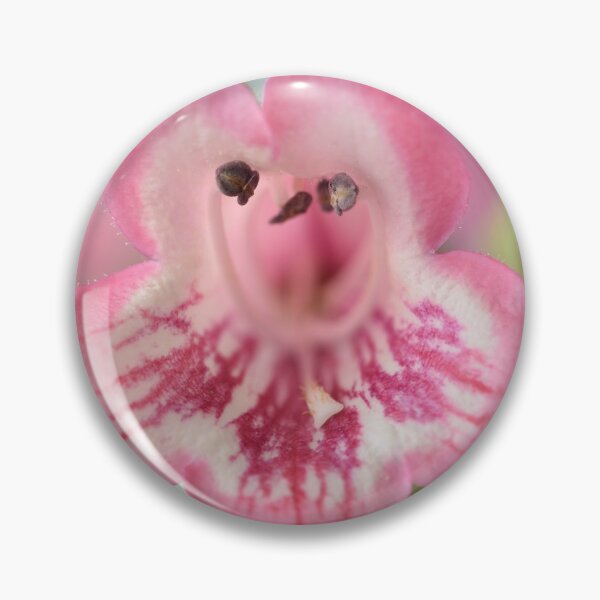 Item preview, Penstemon  'Hewell Pink Bedder'  AGM  Beardtongue designed and sold by Chris Burrows.