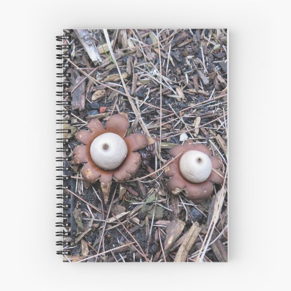 Item preview, Two earth stars  designed and sold by greentiger1.