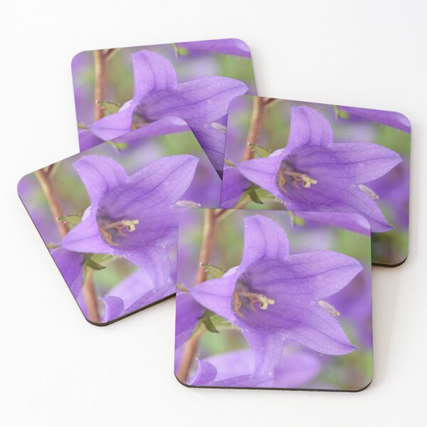 Item preview, Campanula trachelium  Nettle-leaved bellflower  Blue devil bellflower designed and sold by Chris Burrows.
