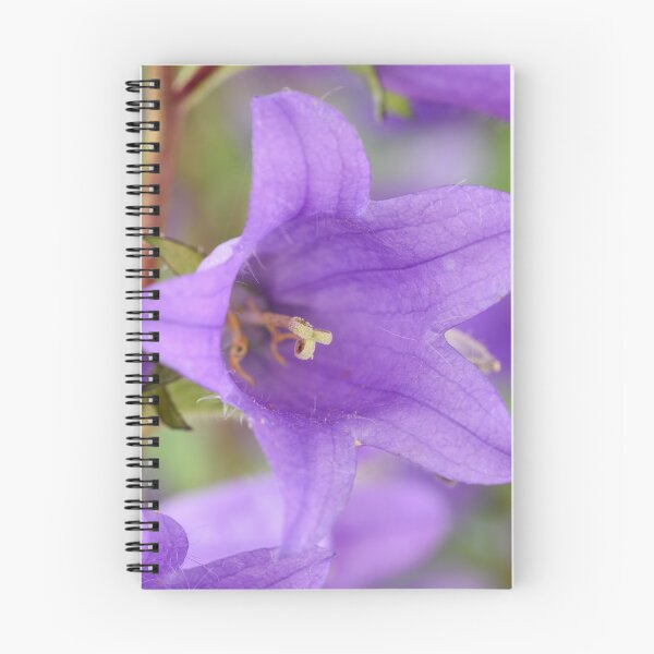 Item preview, Campanula trachelium  Nettle-leaved bellflower  Blue devil bellflower designed and sold by Chris Burrows.