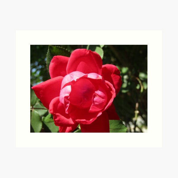 Open Rose Art Print