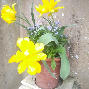 Artwork thumbnail, Spring pots by TreacleDesigns
