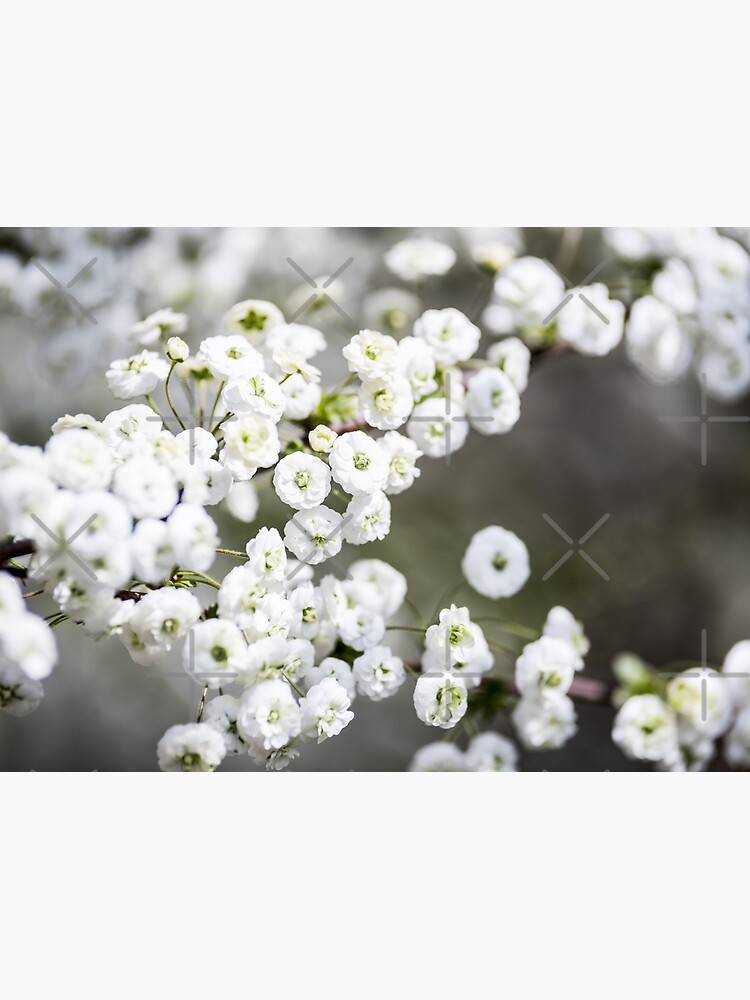 Gypsophila White Flowers