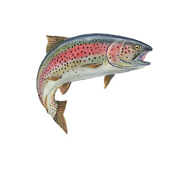Artwork thumbnail, Rainbow Trout by FastArcher