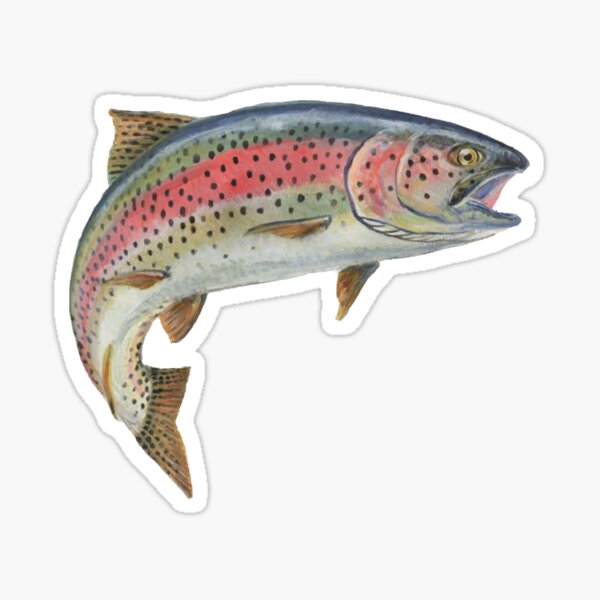 Fly Fishing Rainbow Trout Ichthyology Awesome Leggings