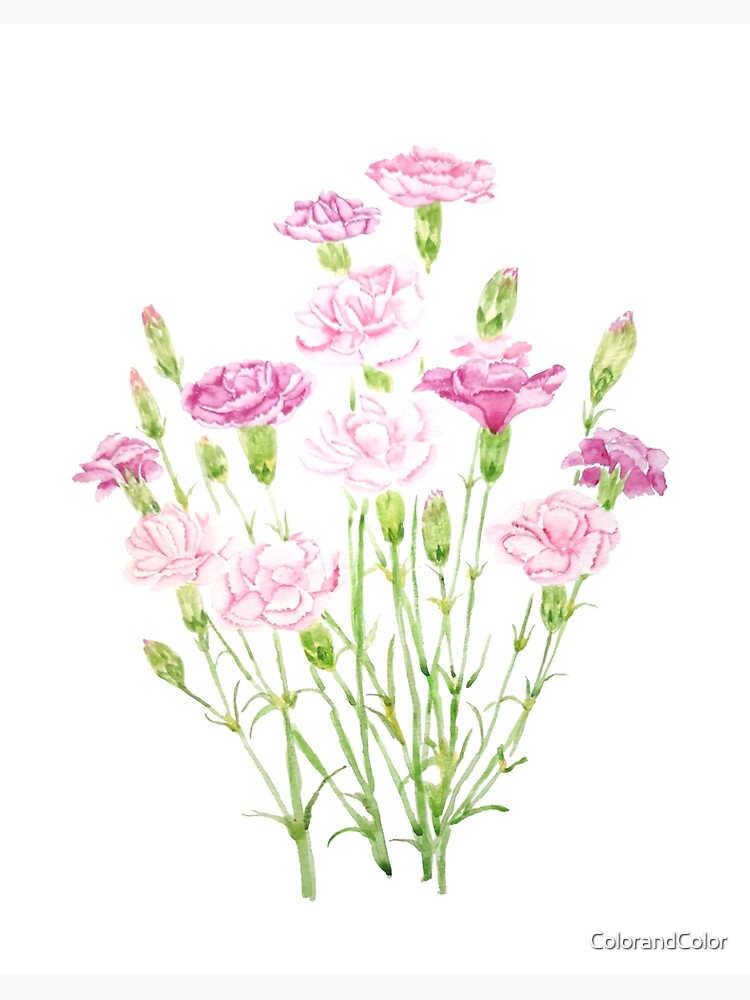 Carnation Standard Light Pink and Dark Pink Bi-Color
