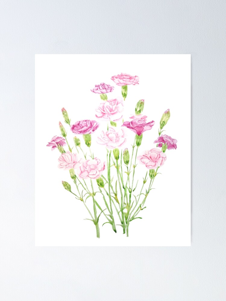 pink carnation flowers watercolor | Poster