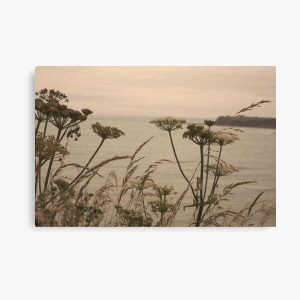 Cow Parsley (Keck) At Sunset. Picture Canvas Wall Art in Colour by