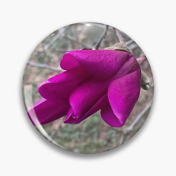 Item preview, Saucer Magnolia Opening Bloom designed and sold by Max Kindly.