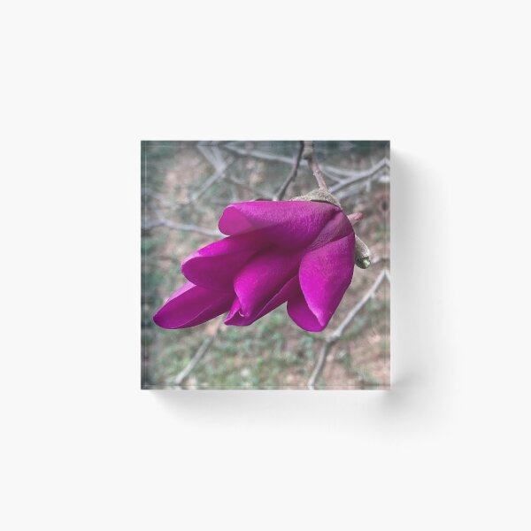 Item preview, Saucer Magnolia Opening Bloom designed and sold by Max Kindly.