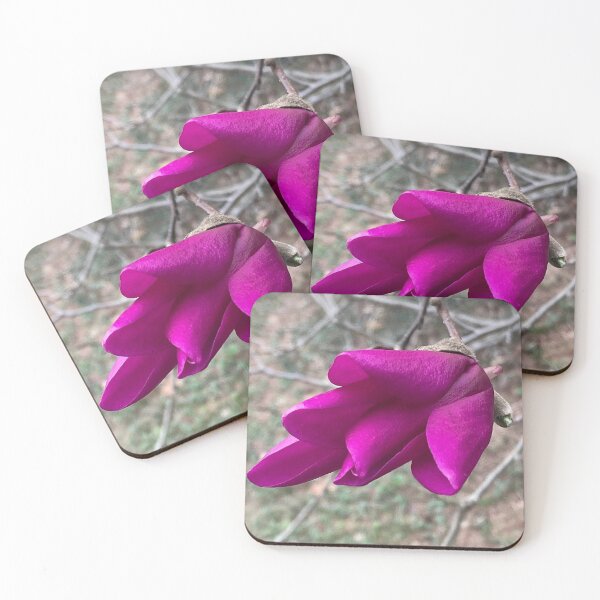 Item preview, Saucer Magnolia Opening Bloom designed and sold by Max Kindly.