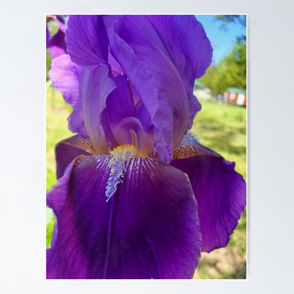 Item preview, Purple Iris Photo designed and sold by SarahVGarrett.