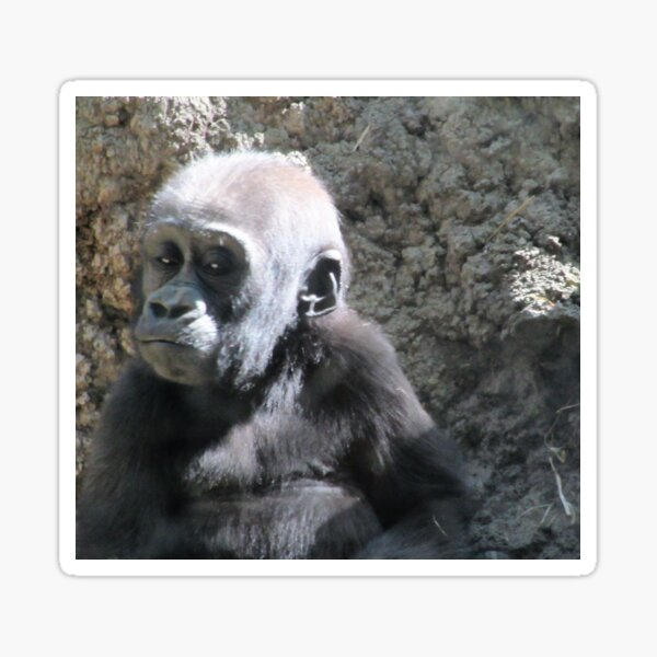 Baby Gorilla Sticker